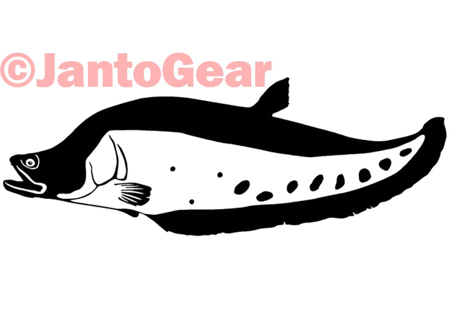 Clown Knife Fish - Sticker