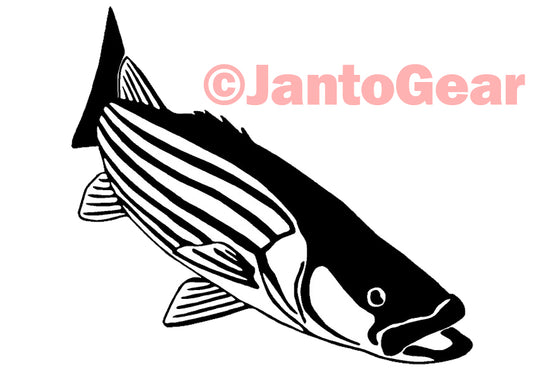 Striped Bass - Sticker